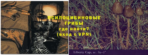PSILOCYBIN Армянск